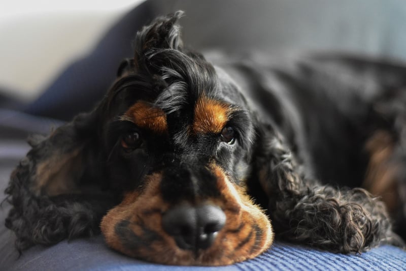Hund abgeben wegen Überforderung: Wege aus der Krise