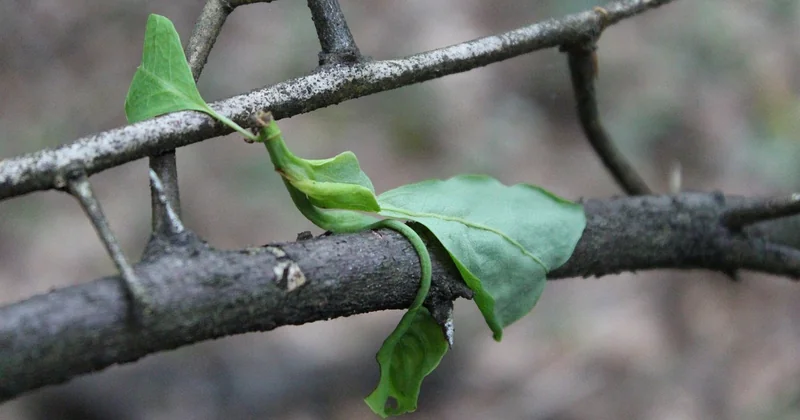 Die häufigsten Fehler beim Haiku-Aufbau – und wie Sie sie vermeiden
