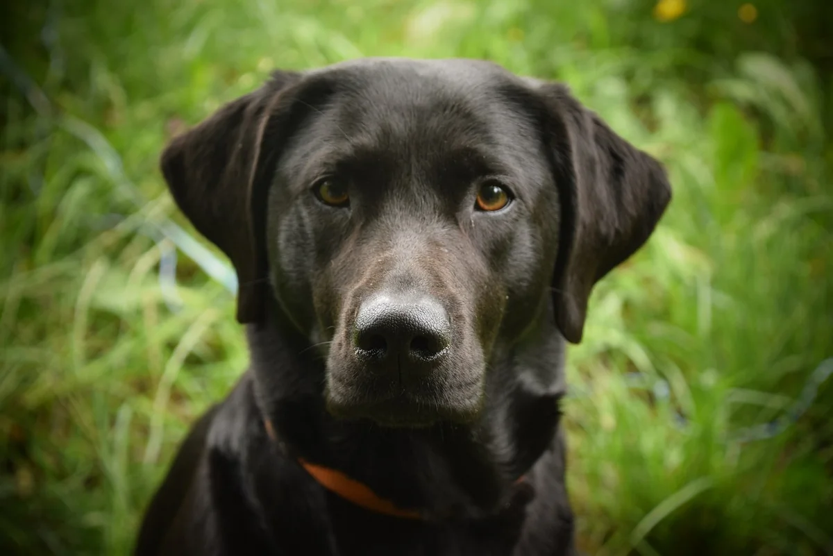 „Wo kann man seinen Hund abgeben, wenn man überfordert ist?“